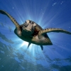 Tortugas ayudarán a medir la temperatura del mar